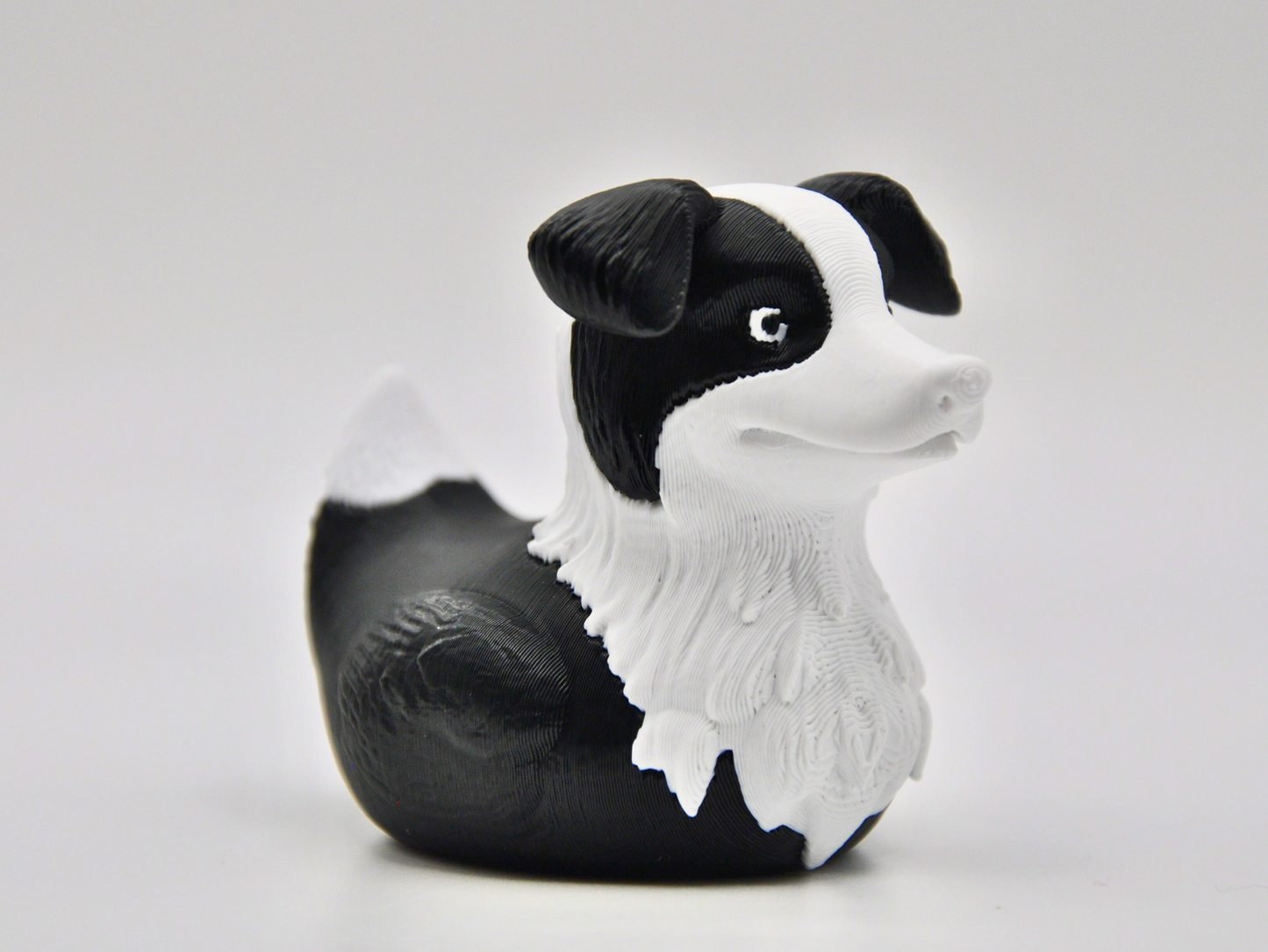 Border Collie Duck